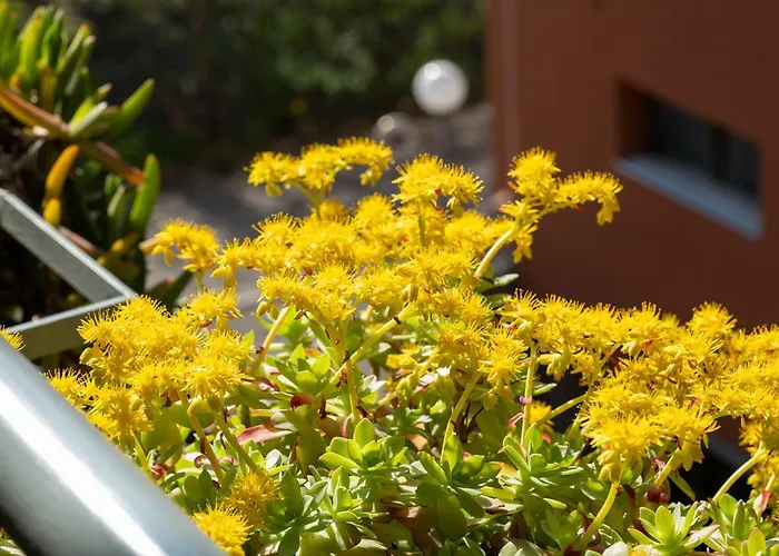 Casalucia Alle Porte Del Centro 公寓 *